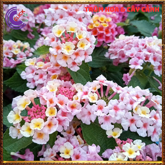 CÂY NGŨ SẮC HỒNG PHA LÊ TRỌN BỘ SƯU TẬP 50 MÀU TRÂM ỔI THƠM NGÁT ⏳ Hoa Mười Giờ Bonsai & Phụ Kiện