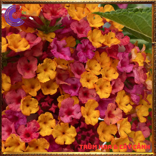CÂY NGŨ SẮC TÍM VÀNG TRỌN BỘ SƯU TẬP 50 MÀU TRÂM ỔI THƠM NGÁT ️🔖 SHOP PP ONLINE CLICK 24 GIỜ