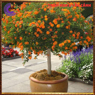 COMBO 9 CHẬU 9 MÀU HOA TRÂM ỔI RỰC RỠ THƠM NGÁT NGŨ SẮC TUYỆT ĐẸP️💎Siêu Thị Hoa