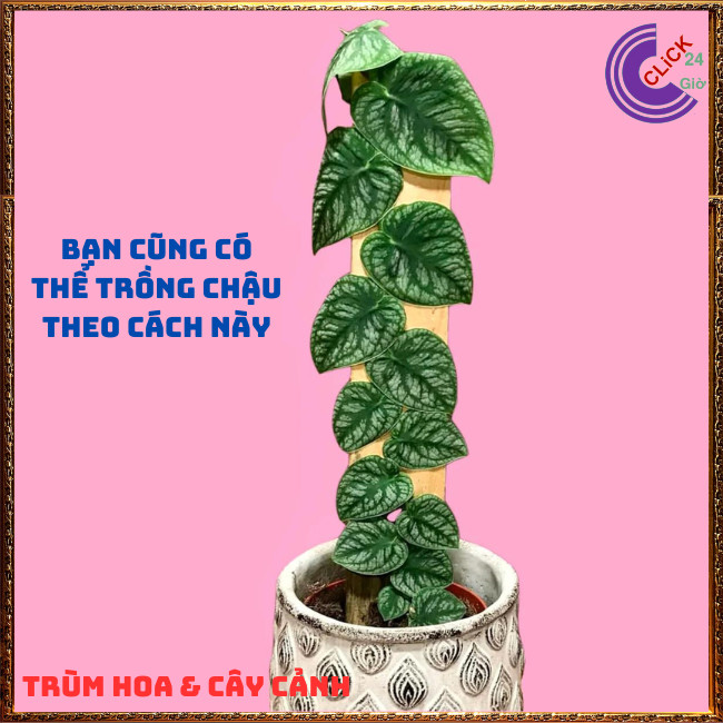 Cây TẮC KÈ BẠC LÁ TO dây leo tường đẹp như tranh vẽ 60cm họ thằn lằn⏰Hoa Mười Giờ Bonsai & Phụ Kiện