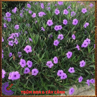 CHẬU HOA CHIỀU TÍM NHẤT XINH TÍM DẠ YẾN THẢO MEXICO NỞ QUANH NĂM️️🥁 MiMa market