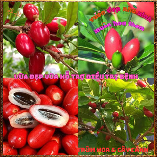 Chậu Cây Thần Kỳ Đổi Vị Cay Chua Đắng Mặn Thành Ngọt Thần Kì Chữa Bệnh️⚜️Yêu Nhà Yêu Hoa