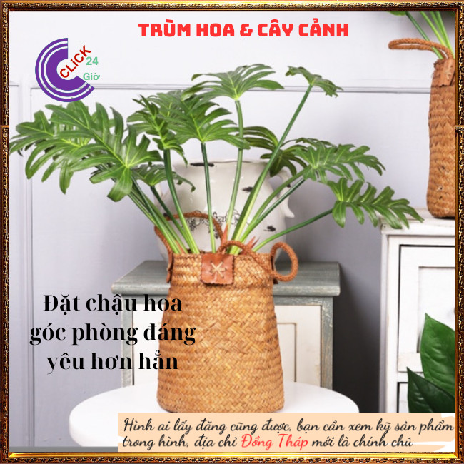 Chậu Trầu Bà Thanh Xuân Trang Trí Trong Nhà Hút Bức Xạ Của Đồ Điện Tử⏰ TRÙM HOA VÀ CÂY CẢNH