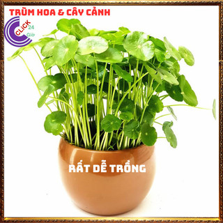 2 chậu rau má nhật cỏ đồng xu cây để bàn làm việc cầu thăng tiến⏰ Hoa Mười Giờ Bonsai & Phụ Kiện