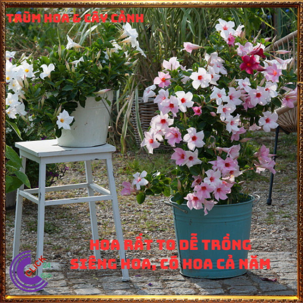 Cây hồng anh Cây leo hoa hồng ngọt ngào đẹp tựa loa kèn ⏰ TRÙM HOA VÀ CÂY CẢNH