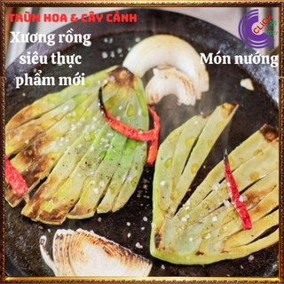 Cây xương rồng tai thỏ Nopal không gai nấu ăn được nhiều món ngon ⌛ Siêu Thị Hoa Và Cây Giống