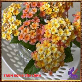 CÂY NGŨ SẮC VÀNG CAM MƠ TRỌN BỘ SƯU TẬP 50 MÀU TRÂM ỔI THƠM NGÁT ️💎 Siêu Thị Hoa