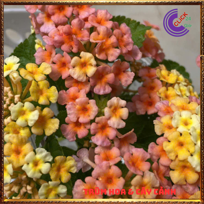 CHẬU TRÂM ỔI VÀNG CAM MƠ THƠM NGÁT SƯU TẦM NGŨ SẮC 50 MÀU RỰC RỠ⏳TRÙM HOA VÀ CÂY CẢNH
