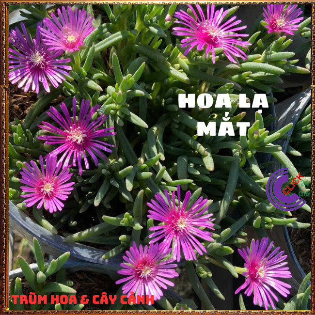 CÂY HOA MƯỜI GIỜ HÀN QUỐC ĐẸP LẠ SIÊU CƯNG NỞ CẢ NGÀY⏰TRÙM HOA VÀ CÂY CẢNH