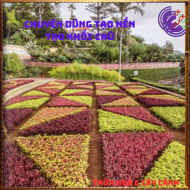 CHẬU CÂY RUBY ĐỎ TẠO SẮC ĐỐI LẬP KHI PHỐI MÀU THẢO HOA HOẶC TRỒNG VIỀN⏰Hoa Mười Giờ Bonsai & Phụ Kiện