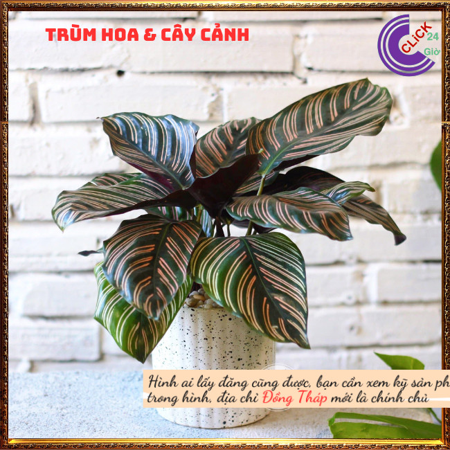 Chậu đuôi công sọc trắng cây để bàn lọc không khí đem đến may mắn⏰ Hoa Mười Giờ Bonsai & Phụ Kiện