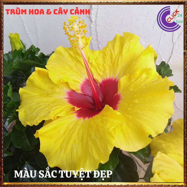 Chậu hoa râm bụt vàng tươi cánh đơn bông bụp thái đại hồng hoa cẩm quỳ⏰TRÙM HOA VÀ CÂY CẢNH