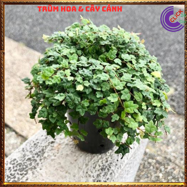 2 CHẬU VẢY ỐC THẰN LẰN LEO TƯỜNG CÂY KHỎE MẠNH⏰ Hoa Mười Giờ Bonsai & Phụ Kiện