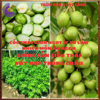 CÂY CÓC THÁI GIỐNG LÙN SIÊU QUẢ ĐANG HOA TRÁI QUANH NĂM GIÒN NGỌT️️🥁MiMa market