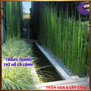Chậu cây trúc không lá cây mộc tắc thảo có tác dụng xua đuổi tà ma🕰 Yêu Nhà Yêu Hoa