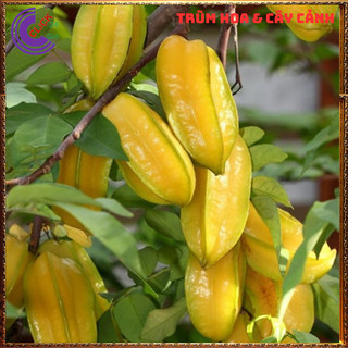 Chậu Cây Khế NGỌT Thái Siêu Trái Cao 70 cm thơm ngon Nhiều dinh dưỡng🍌SHOP PP ONLINE CLICK 24 GIỜ