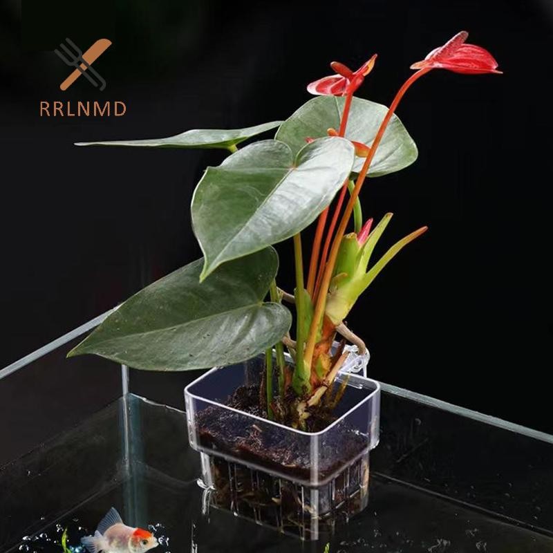 Rrlnmd al Cá Bể Cá Cỏ Nước Plang Cốc Chăn Nuôi Hộp Cách Ly Cây Cá Cảnh Quan Trang Trí MỚI