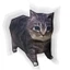 PWSEND Kitten Stereo Origami, Mô hình giấy mèo Oiiiao thủ công DIY, Mèo con tự hỏi vui nhộn Maxwell Cat Large Huh Cat Paper Model Quà tặng cho bạn bè