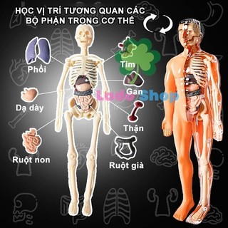 【48h】Mô hình cơ thể người – đồ chơi trẻ em bộ xương con người giải phẫu có thể tháo rời khoa học bộ xương người xếp hình