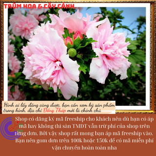 Cây hoa mộc liên phù dung 1 bông đổi 3 sắc hoa trong 1 ngày hoa lạ mắt🕰Yêu Nhà Yêu Hoa