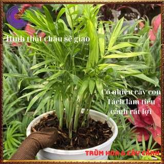 Chậu Dừa tụ thân mini có nhiều cây con, Cau tiểu trâm để bàn💍 SHOP PP ONLINE CLICK 24 GIỜ