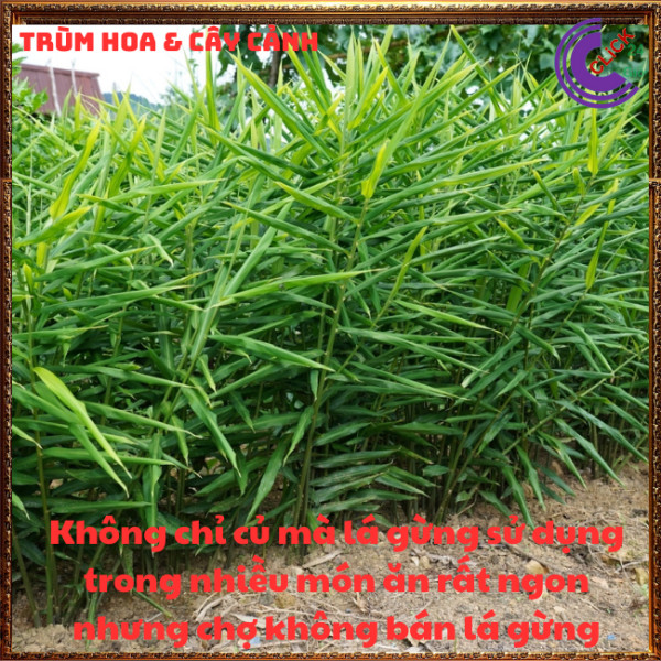 Chậu gừng trồng lấy củ và lá để ăn rất ngon thần dược mỗi nhà nên có⏰TRÙM HOA VÀ CÂY CẢNH