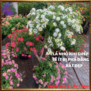 CÂY NGŨ SẮC TRẮNG KEM TRỌN BỘ SƯU TẬP 50 MÀU TRÂM ỔI THƠM NGÁT ️🔖 SHOP PP ONLINE CLICK 24 GIỜ