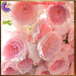 Chậu hoa hồng Nhật Misaki rose nguyên bản thơm hoa quả ngọt ngào ️💄Siêu Thị Hoa