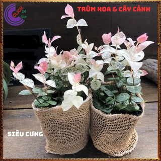 COMBO 2 CHẬU THẰN LẰN CẨM THẠCH DÂY LEO BÁM TƯỜNG GIỐNG MỚI TUYỆT ĐẸP ️️🥁MiMa market