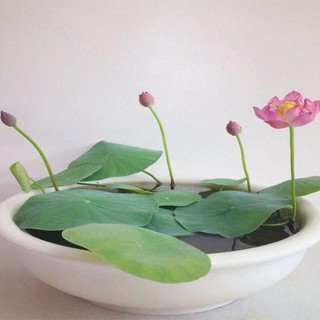 [CHÍNH HÃNG] - Hạt giống sen nhật Mini trồng làm cảnh cực xinh