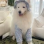 【Ready Stock】 2025 New Dog Elbow Pad Medium Large Dog Samoyed Golden Retriever Alaska Outing Protection Knee Pad qfJU