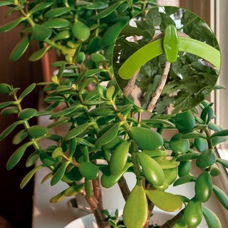 Bộ 5 Dụng Cụ Uốn Nắn Cành Cây Cảnh, Điều Chỉnh Tự Do, Kẹp Uốn Cây Bonsai Tiện Lợi, Bền Đẹp