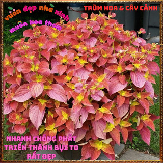 Chậu Lá Gấm Hoàng Hôn Màu Tuyệt Đẹp Tía Tô Cảnh Mới Lạ Trồng Đâu cũng đẹp🌺 BẢO HÀNH CÂY GIỐNG VÀ HOA CHUẨN