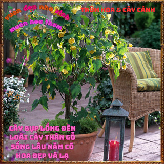 Chậu Cây Hoa Bụp Lồng Đèn VÀNG CHANH xinh xắn lạ mắt hoa quanh năm 🌺Làng Hoa Sa Đéc