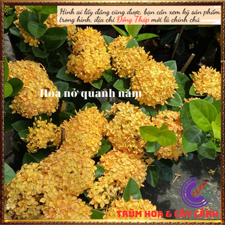 Hoa mẫu đơn vàng lá trung siêu đẹp rực rỡ hoa quanh năm dễ chăm sóc 📒 MiMa market