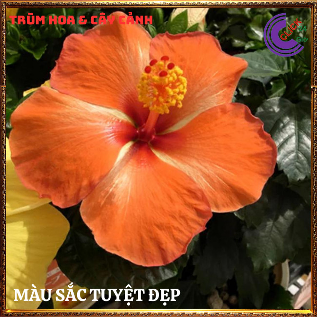 Cây hoa dâm bụt Cam cánh đơn bông bụp thái đại hồng hoa cẩm quỳ to⏰Hoa Mười Giờ Bonsai & Phụ Kiện