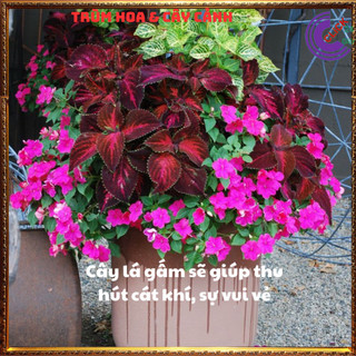 CÂY LÁ GẤM SỌC TÍM TÍA TÔ CẢNH MÀU SẮC NỔI BẬT ĐẸP LẠ ⌛ Siêu Thị Hoa Và Cây Giống