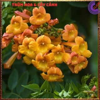 CHẬU HOA CHUÔNG CAM HOÀNG YẾN NỞ RỘ RỰC RỠ QUANH NĂM DỄ TRỒNG💍 SHOP PP ONLINE CLICK 24 GIỜ