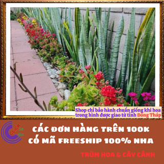 CHẬU CÂY LƯỠI HỔ CAO HƠN 50 CM CÓ NHIỀU CÂY LỚN KHỎE HẤP THỤ ĐỘC TỐ 🍇Hoa Mười Giờ Bonsai & Phụ Kiện