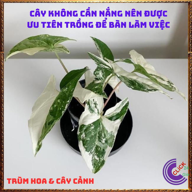 CHẬU CÂY TRẦU BÀ VÂN MÂY MỚI LẠ TRỒNG TRONG NHÀ LỌC KHÔNG KHÍ SIÊU TỐT⏰TRÙM HOA VÀ CÂY CẢNH