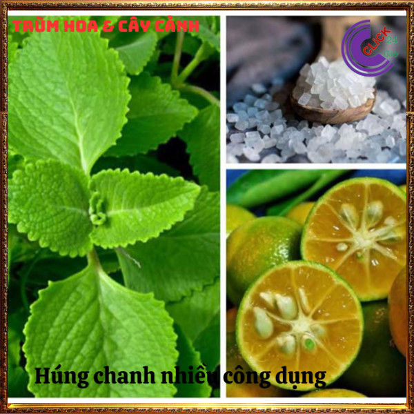 Chậu rau tần dày lá nấu canh chua, thần dược trị ho, giảm viêm họng ⏰Hoa Mười Giờ Bonsai & Phụ Kiện