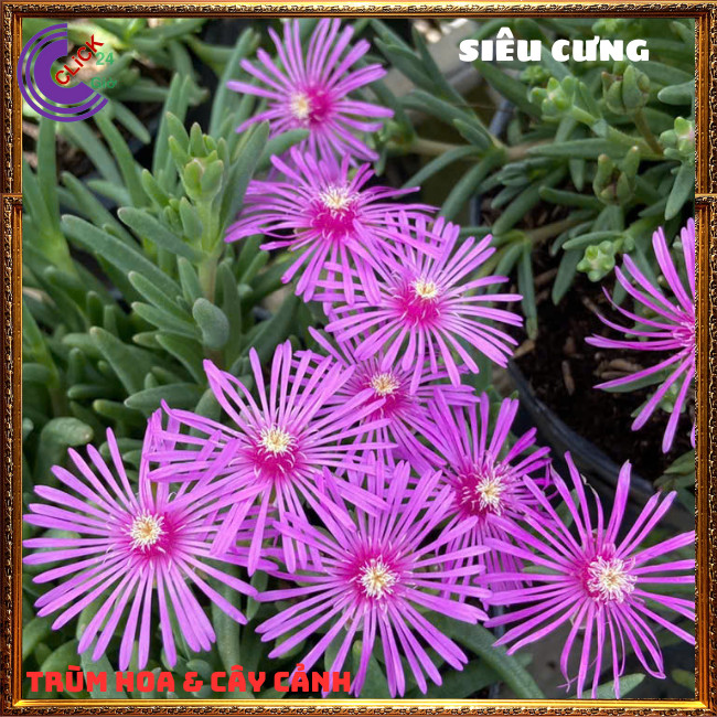 CÂY HOA MƯỜI GIỜ HÀN QUỐC ĐẸP LẠ SIÊU CƯNG CHỈ TRỒNG CÂY KHÔNG CÓ HẠT⏰Hoa Mười Giờ Bonsai & Phụ Kiện