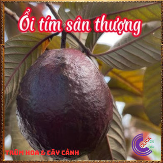 CÂY Ổi TÍM MALASIA ỔI SIM THƠM NGỌT MÀU ĐẸP CAO 50CM️💄 Siêu Thị Hoa