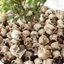 PWSEND 20 Chiếc Đầu Xương Nhỏ, Đạo Cụ Trang Trí Lọ Hoa Trang Trí Đầu Lâu Mini, Sáng Tạo Thực Tế Nhựa Phong Cảnh Đầu Lâu Đá Halloween