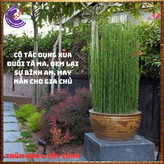 Chậu cây trúc không lá cây mộc tắc thảo có tác dụng xua đuổi tà ma🕰 Yêu Nhà Yêu Hoa