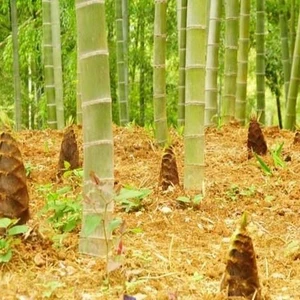 CHUẨN GIỐNG - Hạt Giống Tre khổng lồ MOSO thái lan, măng ngọt, năng xuất cao_Bạn với nhà Nông - Nông Nghiệp Việt