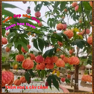 Chậu Hoa Bụp Lồng Đèn Màu Vàng Cam Râm Bụt Đèn Treo Mới Lạ Tuyệt Đẹp🌺Làng Hoa Sa Đéc