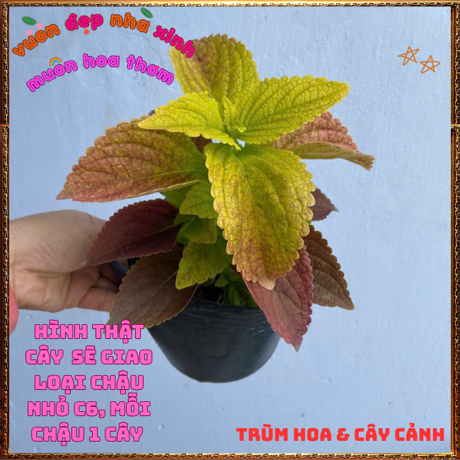 Chậu Lá Gấm Hoàng Hôn Màu Tuyệt Đẹp Tía Tô Cảnh Mới Mẻ Lạ Mắt ️🌮 Hoa Mười Giờ Bonsai & Phụ Kiện