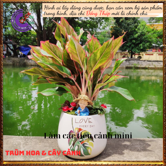 Chậu Cây Phú Qúy Đỏ phú Qúy Vàng Cây Trồng Trong Nhà Máy lọc không khí⏰Hoa Mười Giờ Bonsai & Phụ Kiện
