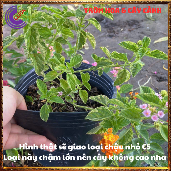 CÂY NGŨ SẮC HỒNG PHA LÊ TRỌN BỘ SƯU TẬP 50 MÀU TRÂM ỔI THƠM NGÁT ⏳ Hoa Mười Giờ Bonsai & Phụ Kiện